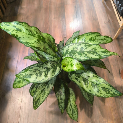 Chinese Evergreen 'Maria' - Large