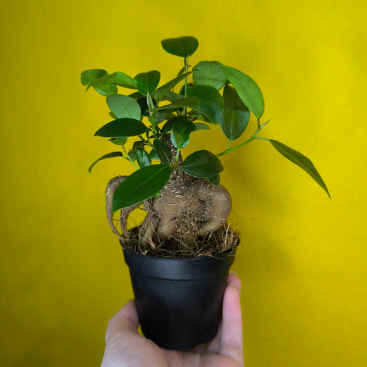 Ficus Ginseng - Mini