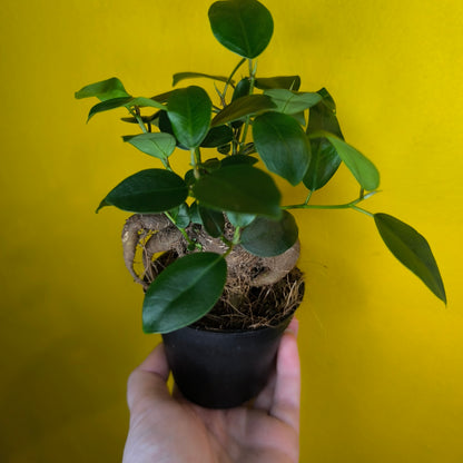 Ficus Ginseng - Mini