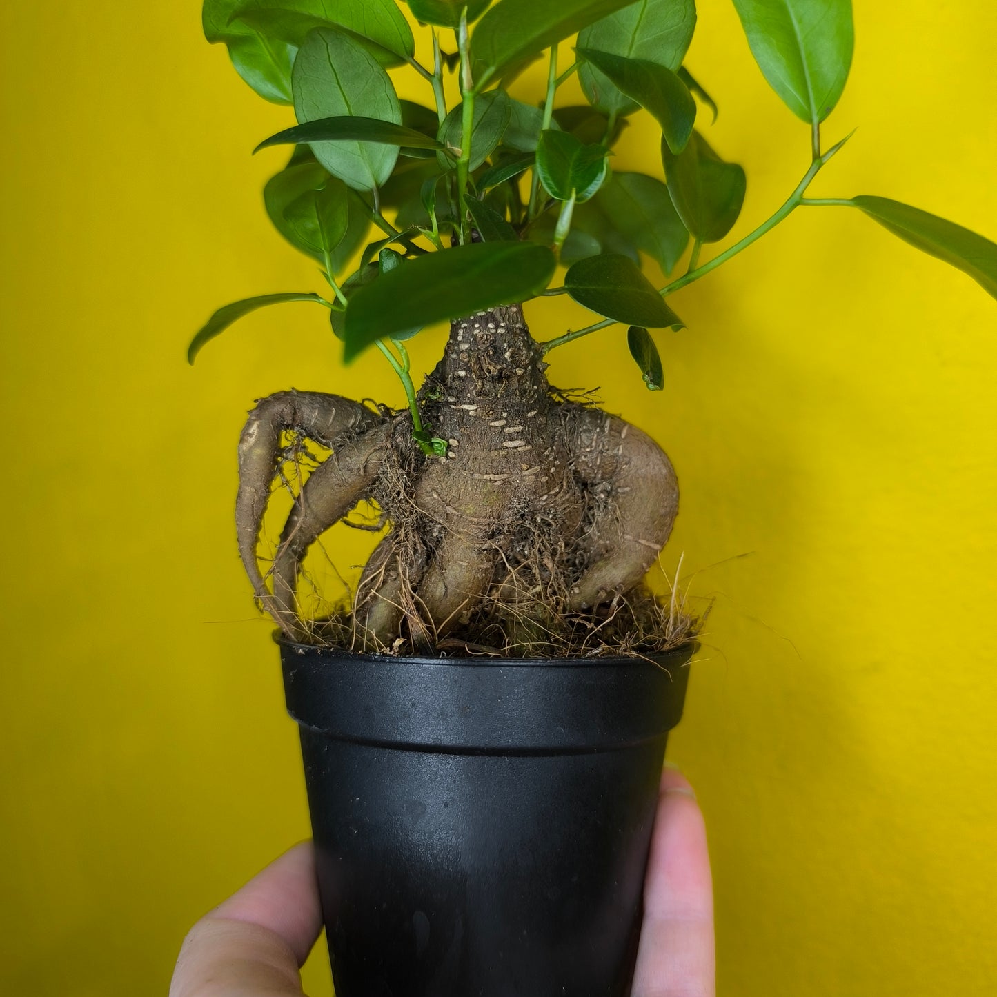 Ficus Ginseng - Mini