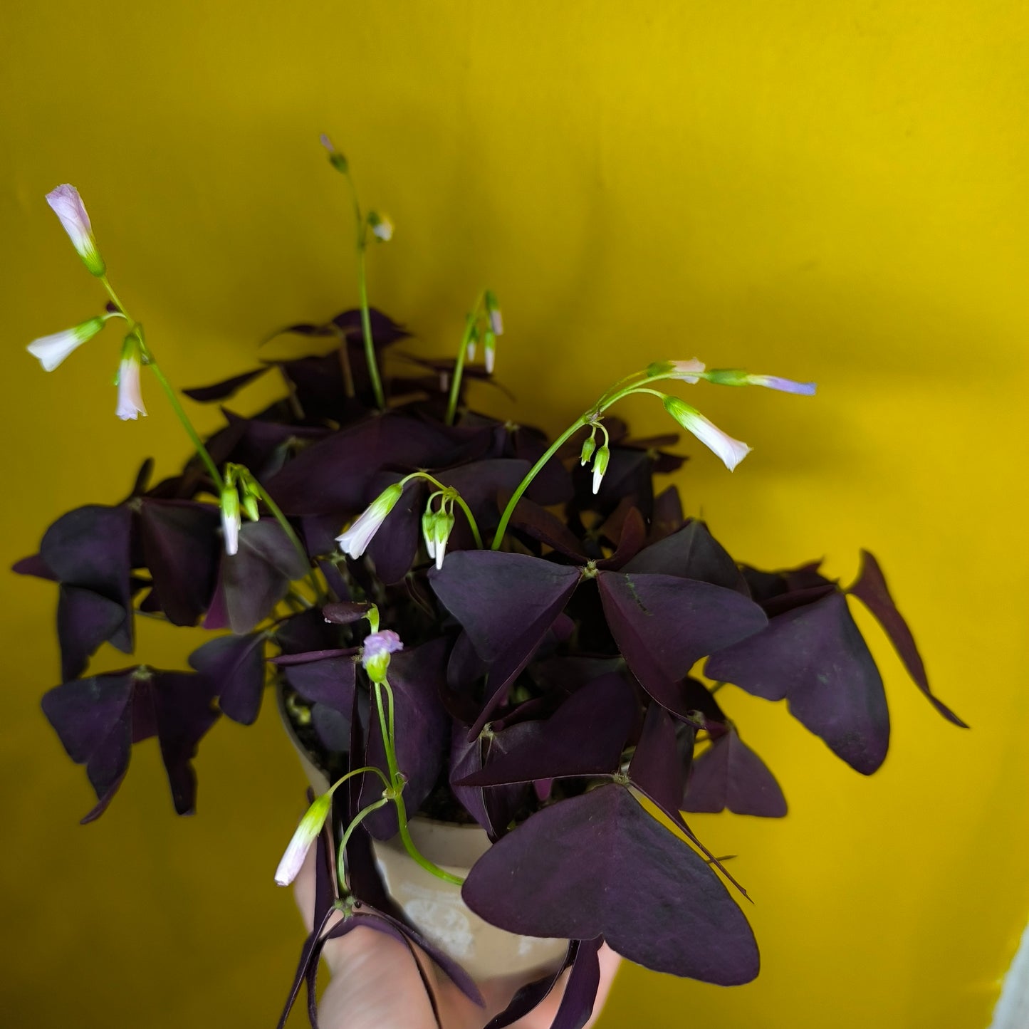 Oxalis `Purple Mijke`