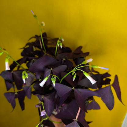 Oxalis `Purple Mijke`