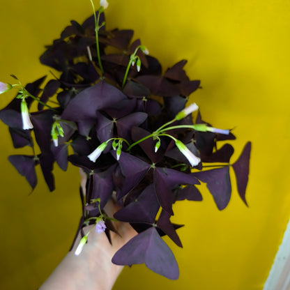 Oxalis `Purple Mijke`