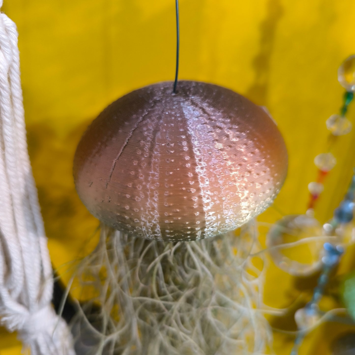 Airplant Rainbow Jellyfish