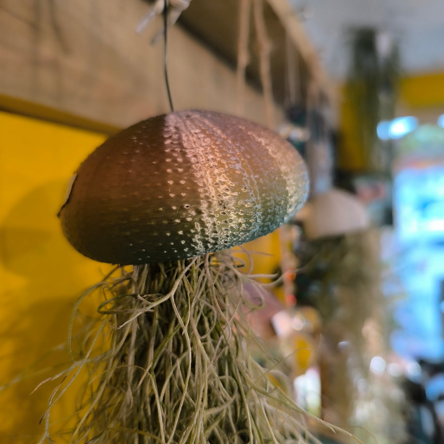 Airplant Rainbow Jellyfish