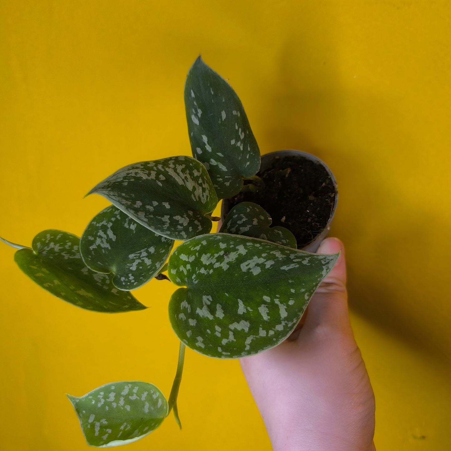 Philodendron/Pothos- Minis (4)