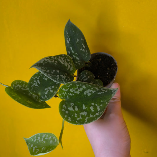 Philodendron/Pothos- Minis (3)