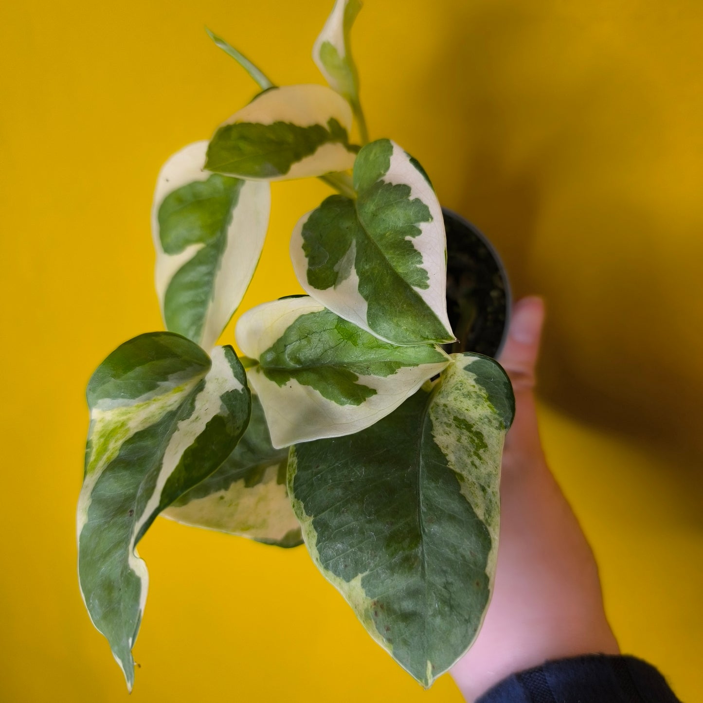 Philodendron/Pothos- Minis (4)