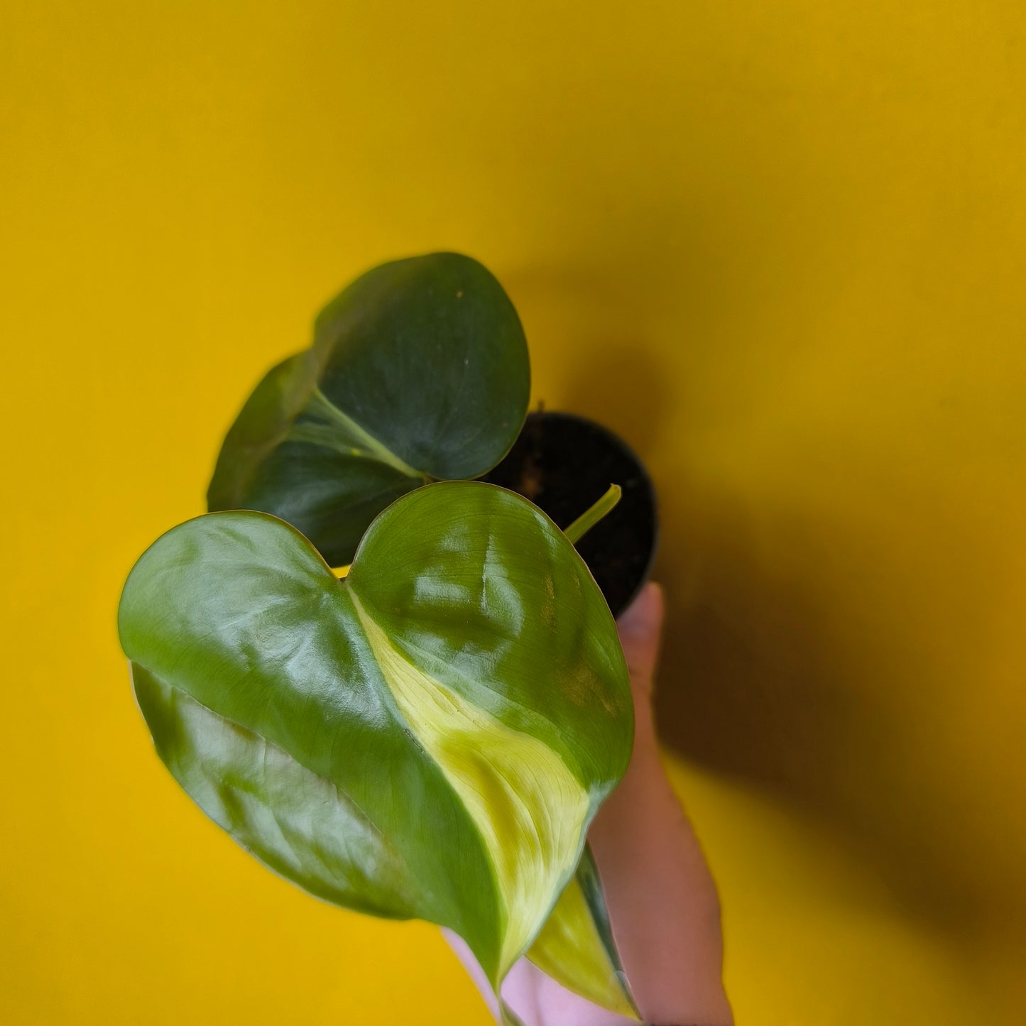 Philodendron/Pothos- Minis (4)