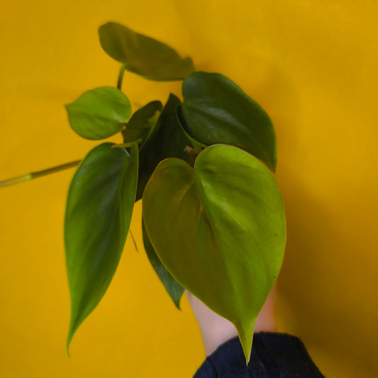 Philodendron/Pothos- Minis (4)