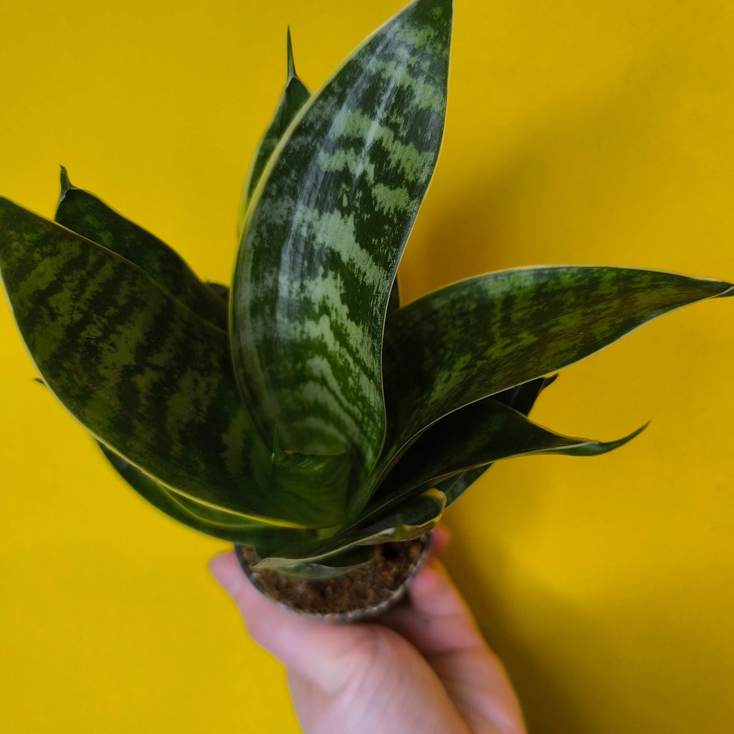 Snake Plant `Hahnii`- Mini (4)