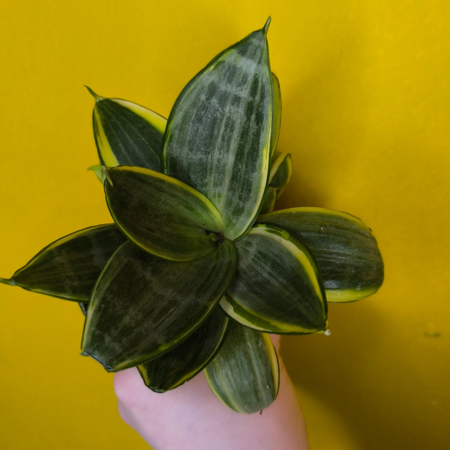 Snake Plant `Hahnii`- Mini (4)