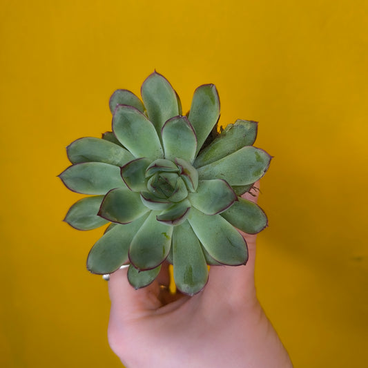 Echeveria pulidonis - Small