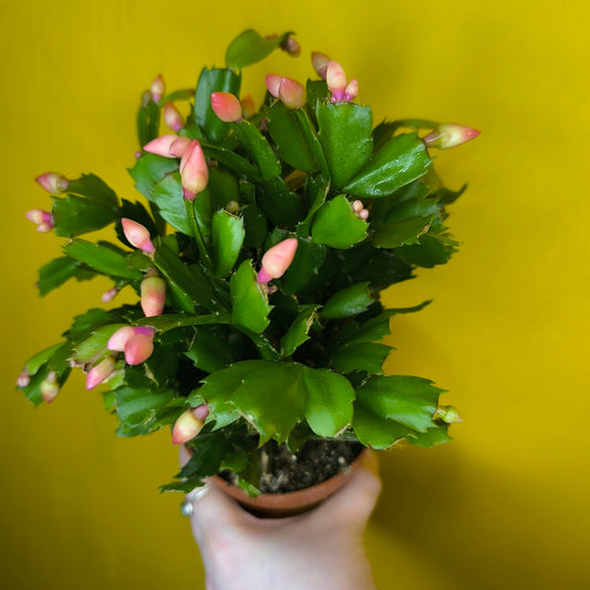 Christmas Cactus (3)