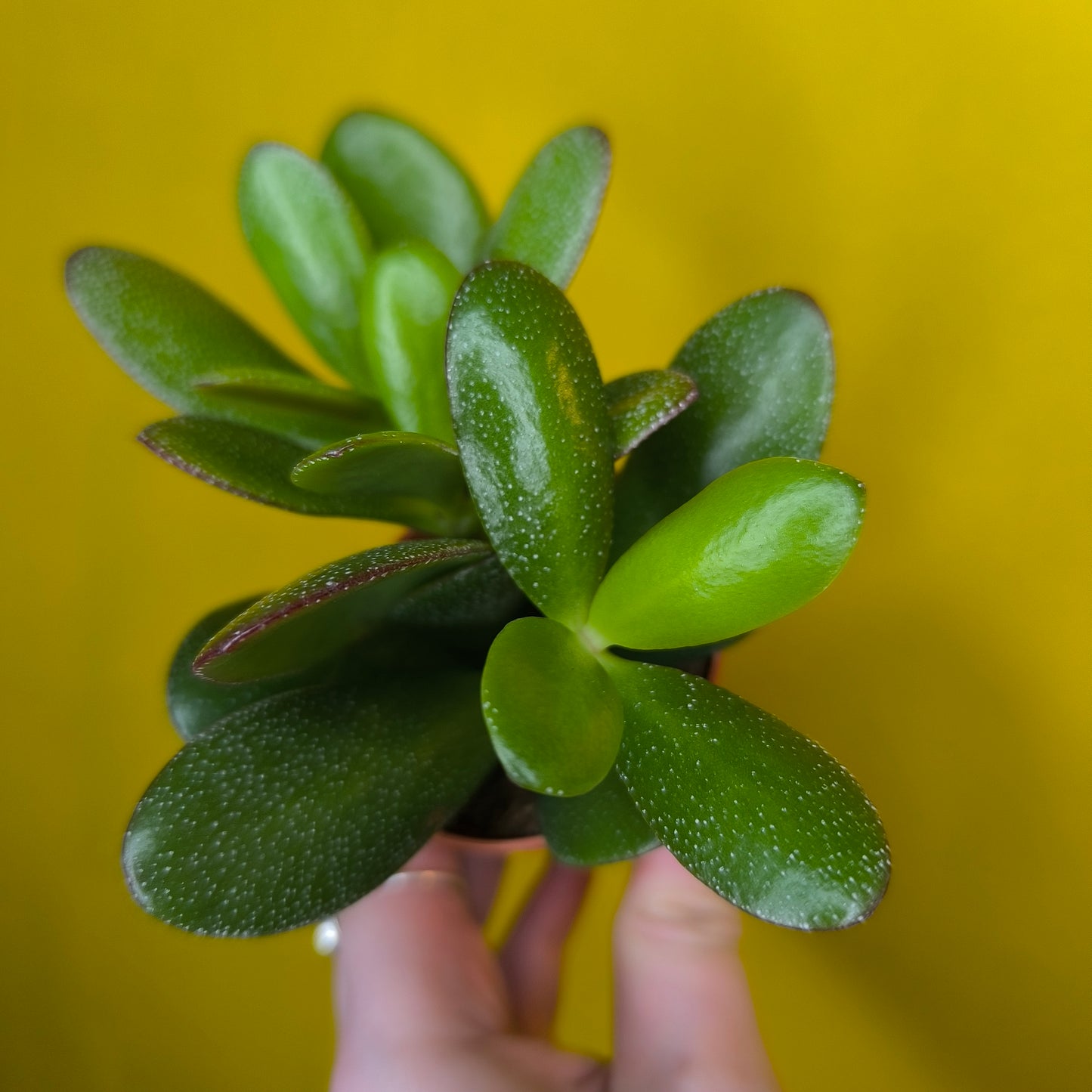 Money/Jade Plant - Mini