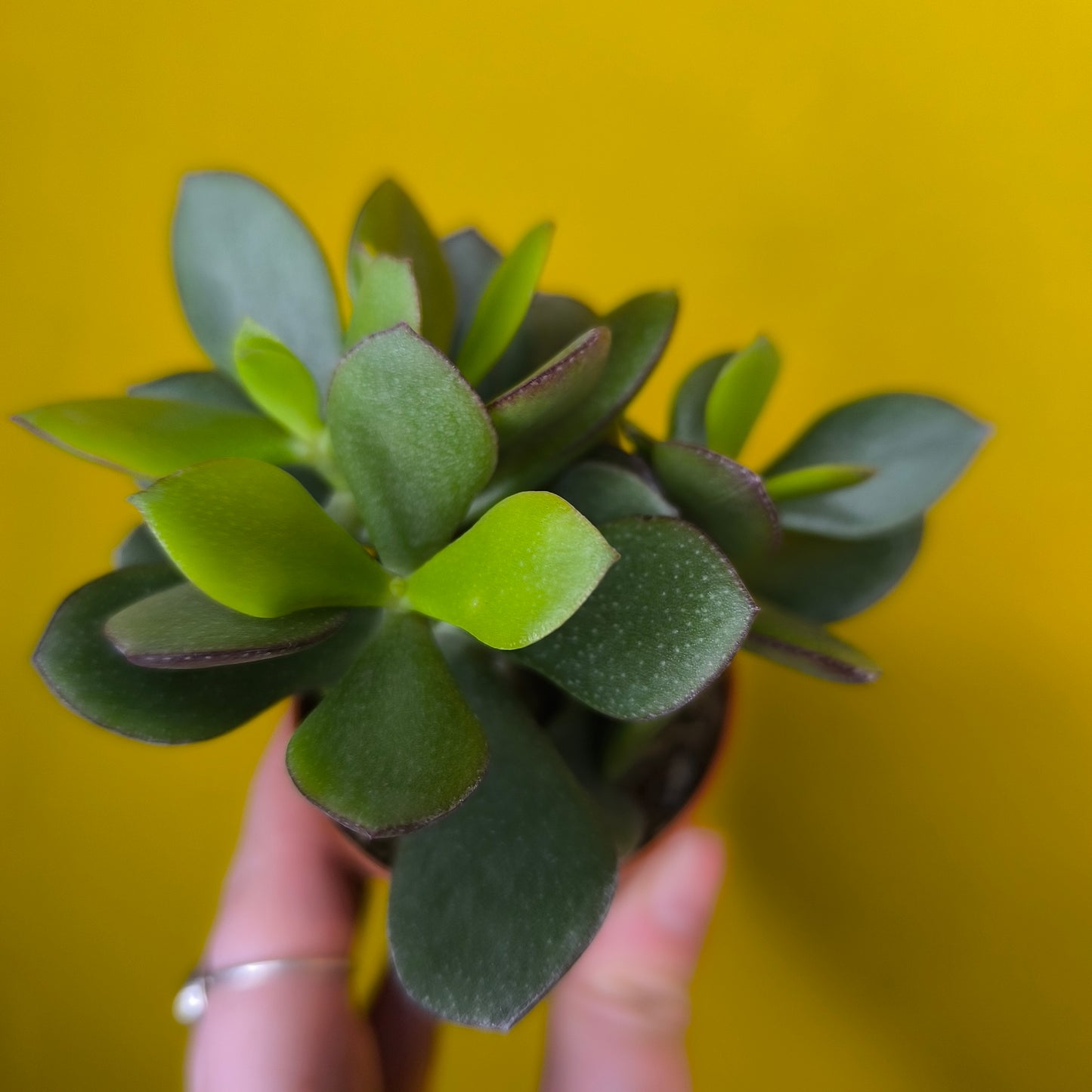 Money/Jade Plant - Mini