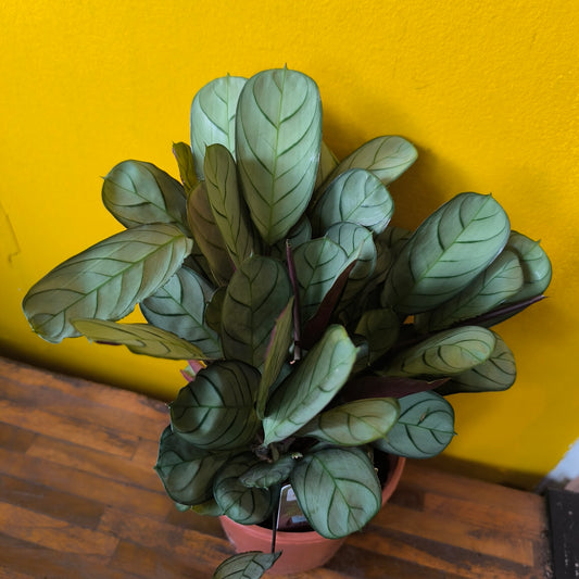 Prayer Plant `Amagris`