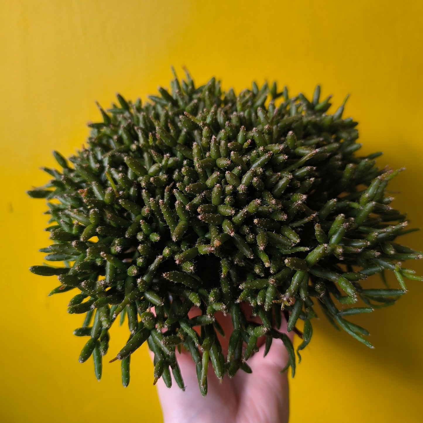 Mistletoe Cactus - Medium Mix