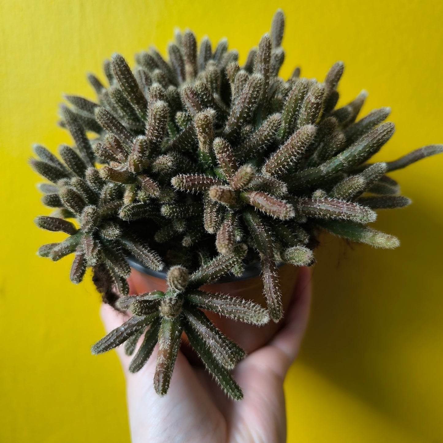 Mistletoe Cactus - Medium Mix