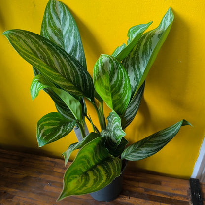 Aglaonema Chinese Evergreen 'Stripes' - Large