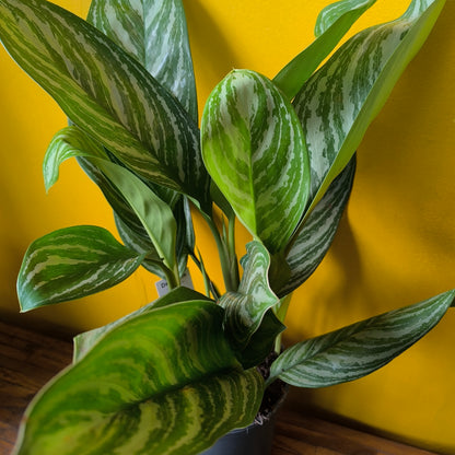 Aglaonema Chinese Evergreen 'Stripes' - Large