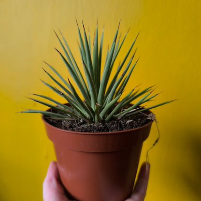 Agave Dwarf Hedgehog