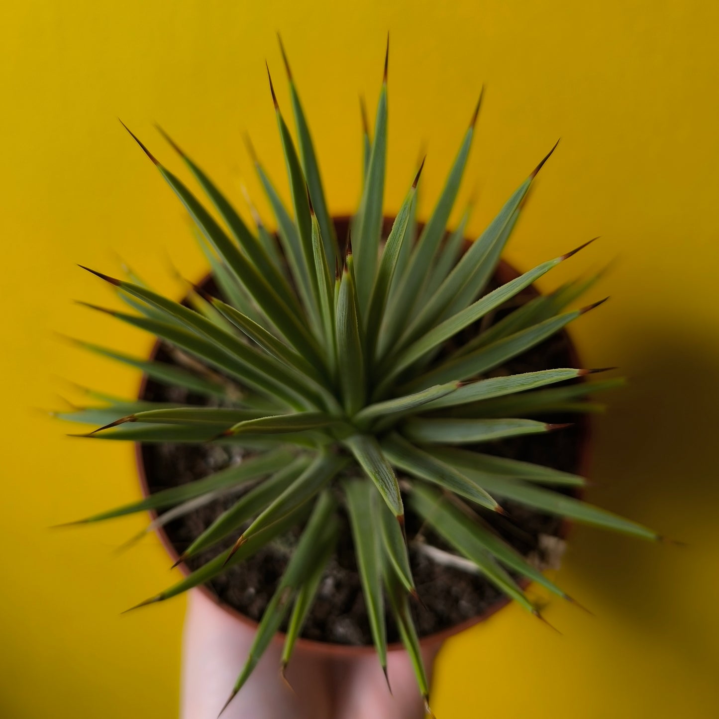 Agave Dwarf Hedgehog