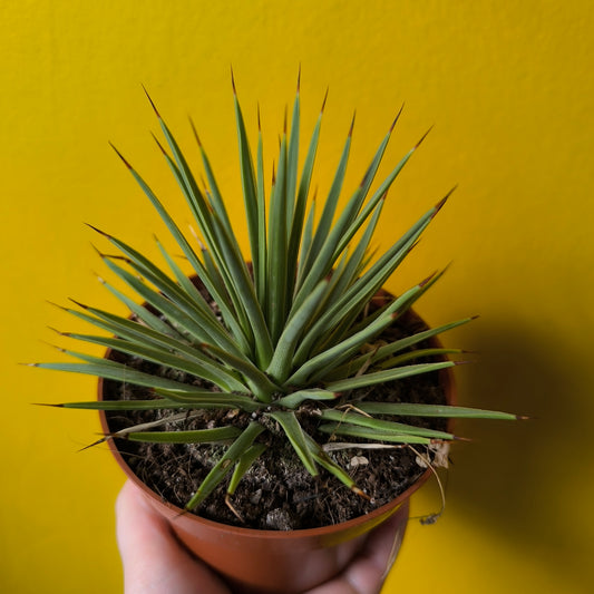 Agave Dwarf Hedgehog