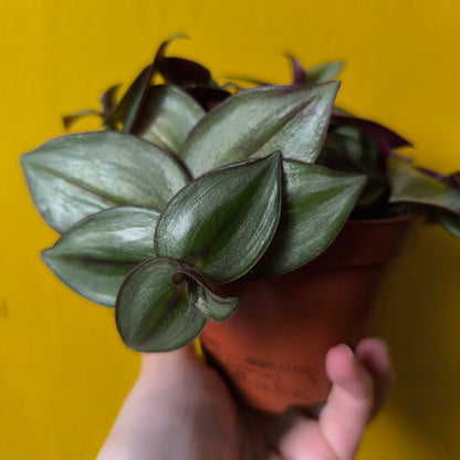 Spiderwort `Zebrina`- Small