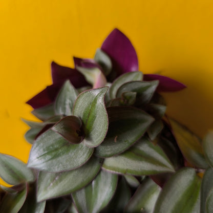 Spiderwort `Zebrina`- Small