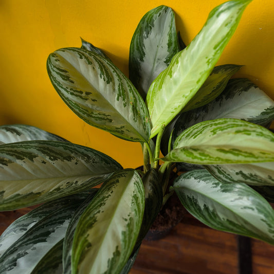 Aglaonema Chinese Evergreen `Silver Bay`- Large