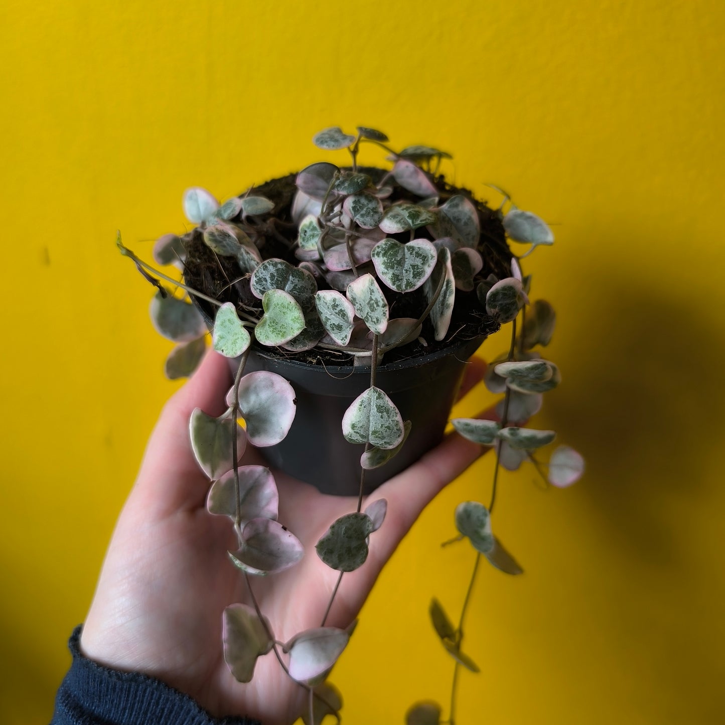 String of Hearts `variegata` - Small