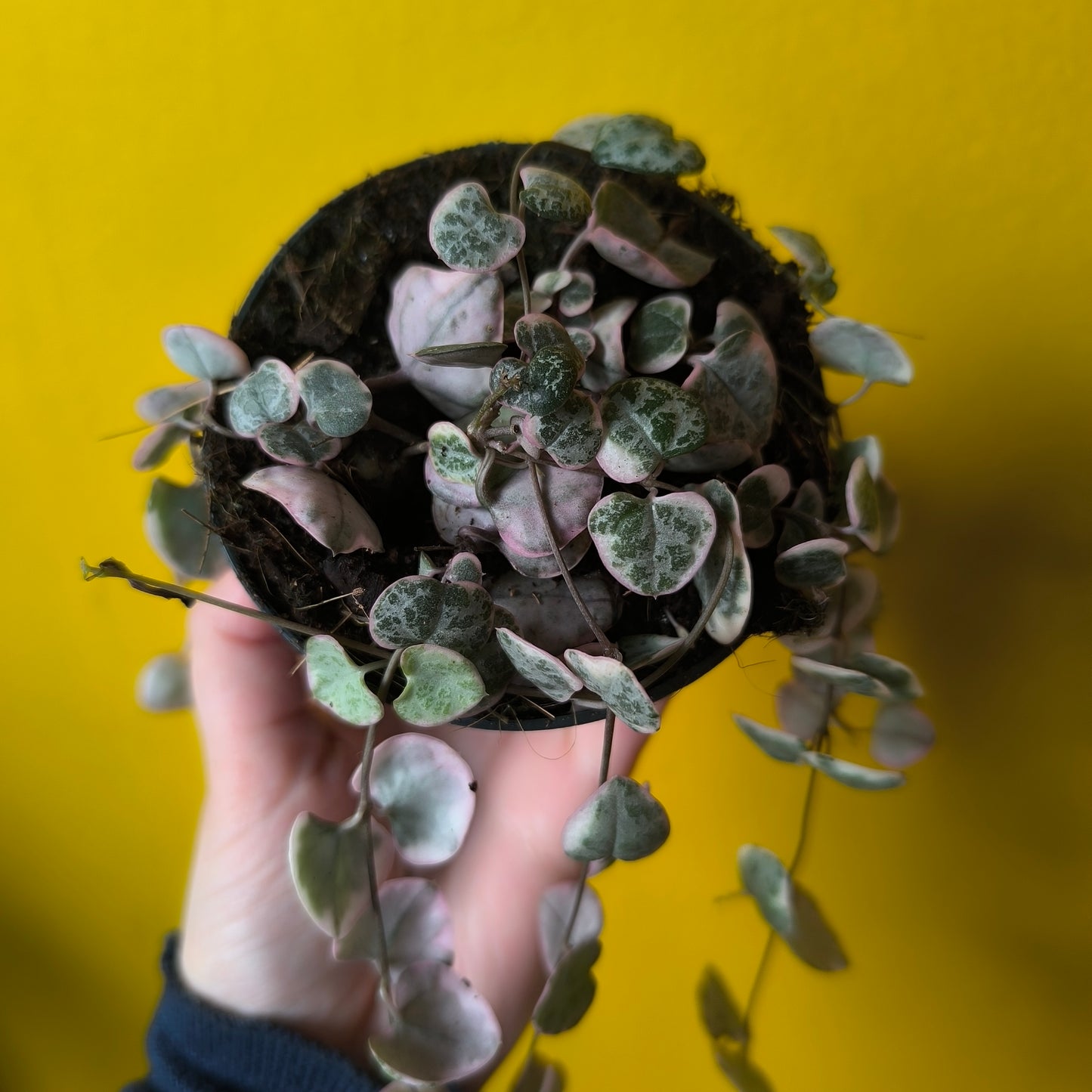 String of Hearts `variegata` - Small