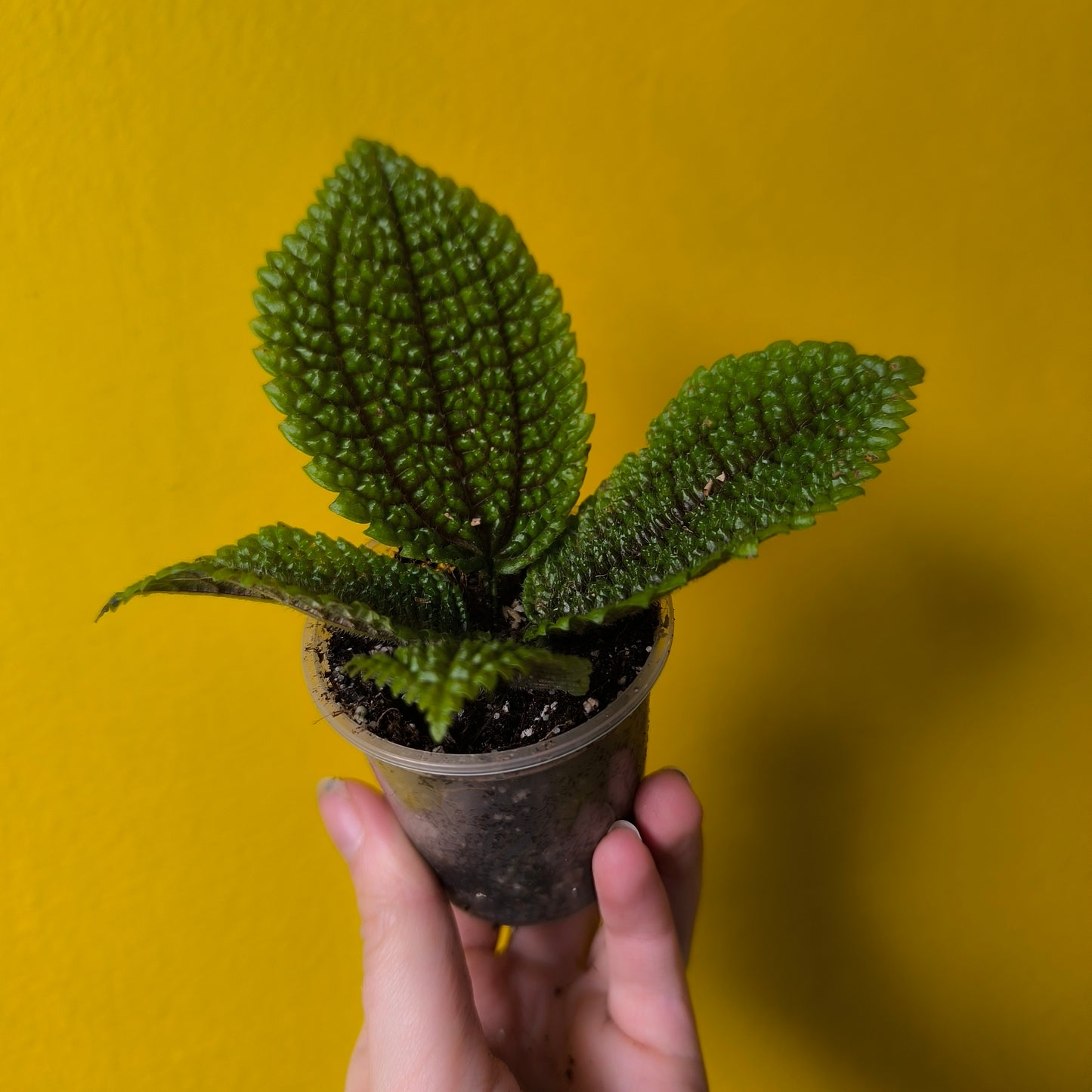 Pilea Moon Valley -Medium