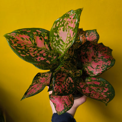 Chinese Evergreen 'Red Valentine' - Medium