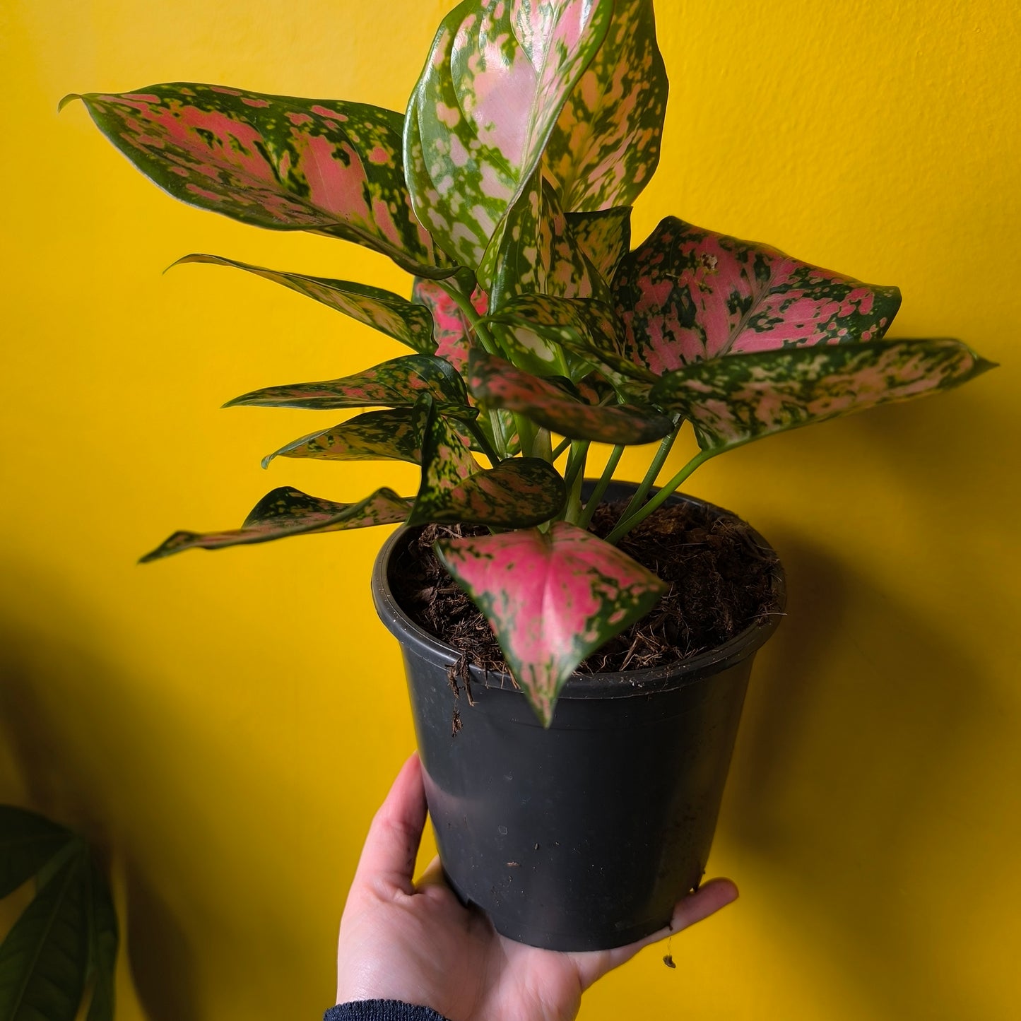 Chinese Evergreen 'Red Valentine' - Medium