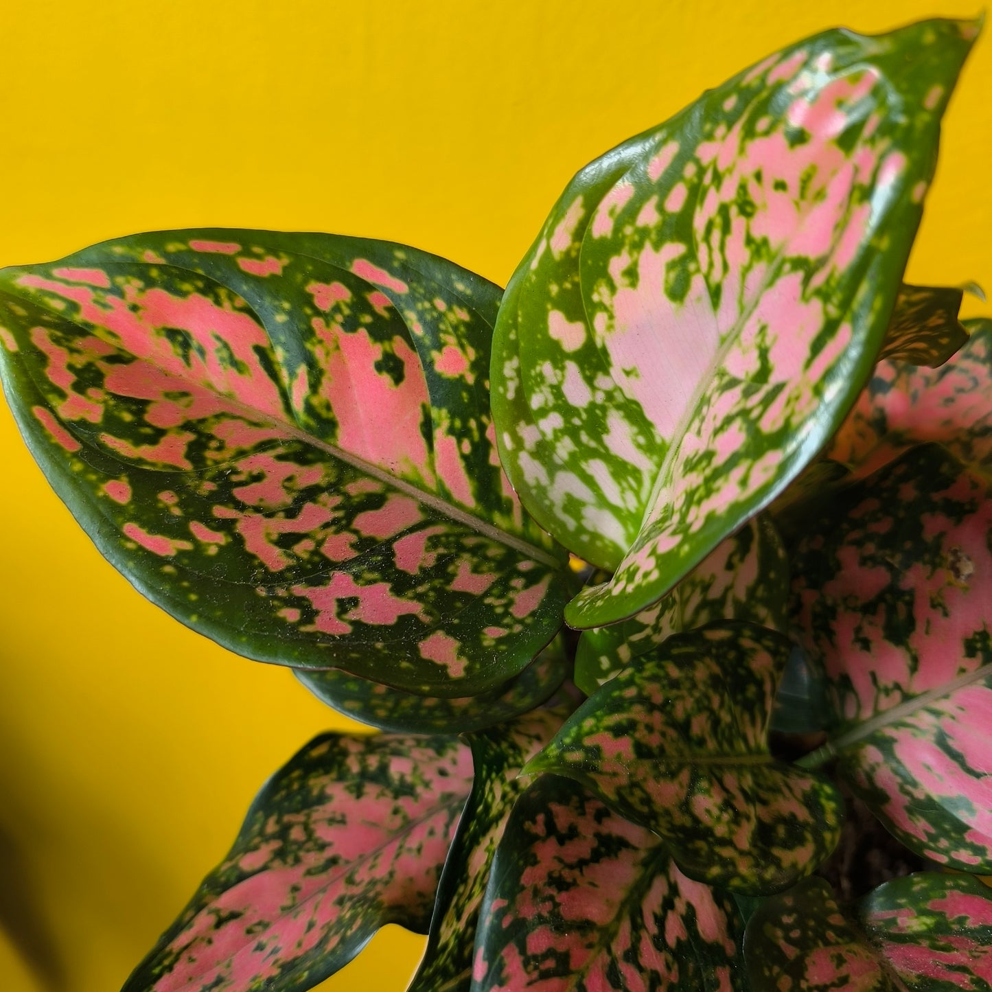 Chinese Evergreen 'Red Valentine' - Medium