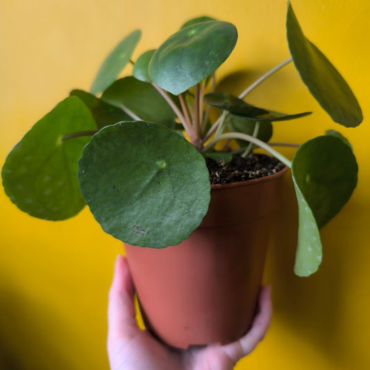 Chinese Money Plant