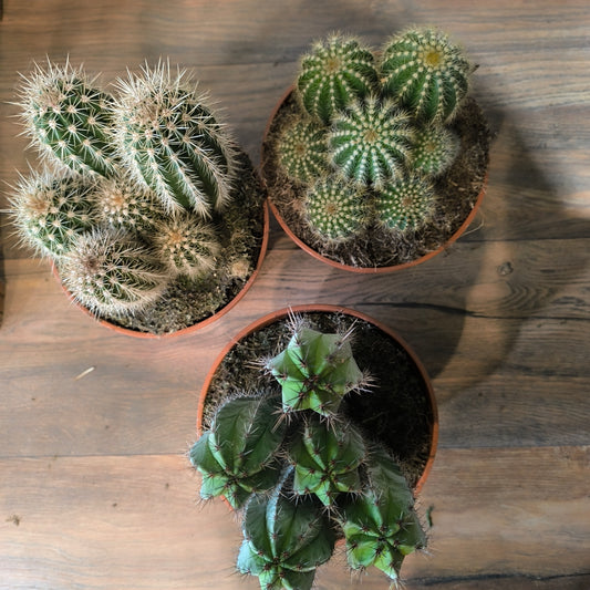 Cacti/Succulents Mix - Large