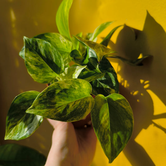 Pothos Marble Queen - Medium