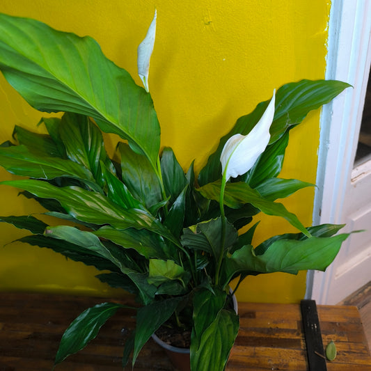 Peace Lily 'Sweet Chico'