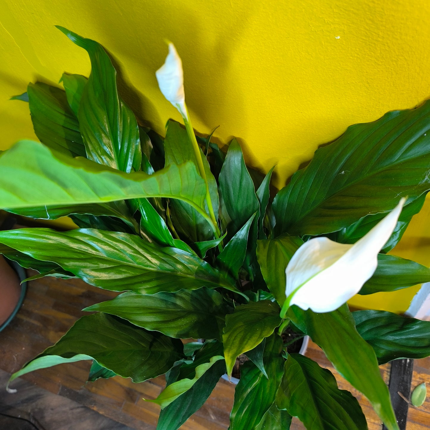 Peace Lily 'Sweet Chico'