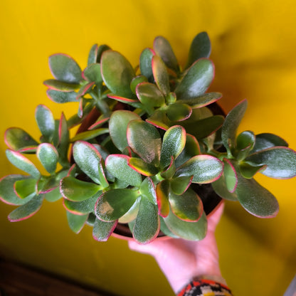 Money/Jade Plant "Sunset"- Large