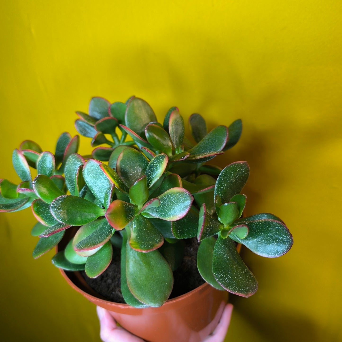 Money/Jade Plant "Sunset"- Large