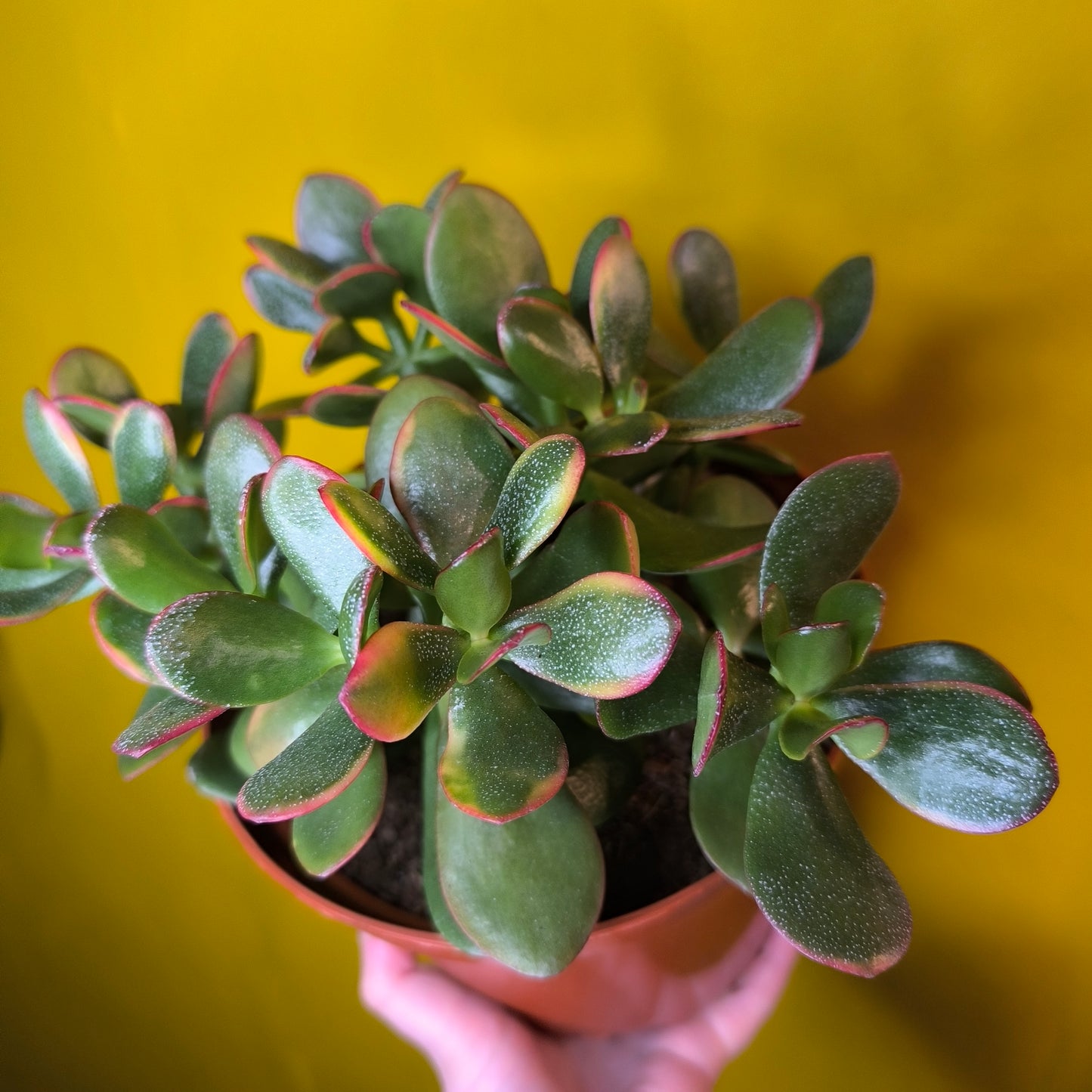 Money/Jade Plant "Sunset"- Large