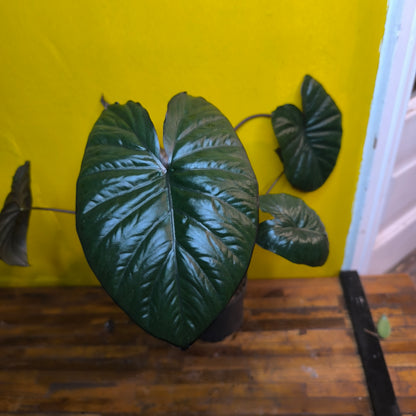 Alocasia Chocolate Green - Medium