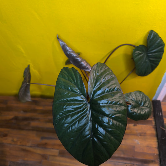 Alocasia Chocolate Green - Medium