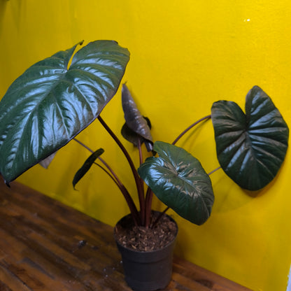 Alocasia Chocolate Green - Medium