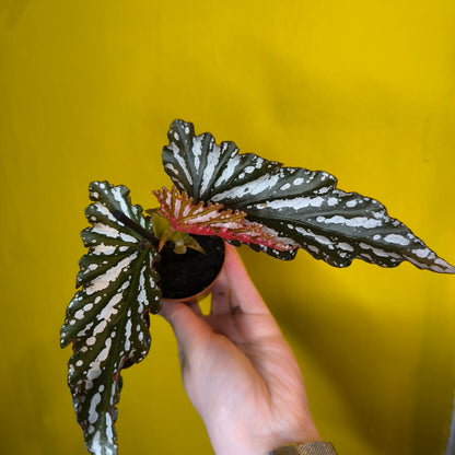 Begonia 'Angel Wing' Spotted- Mini