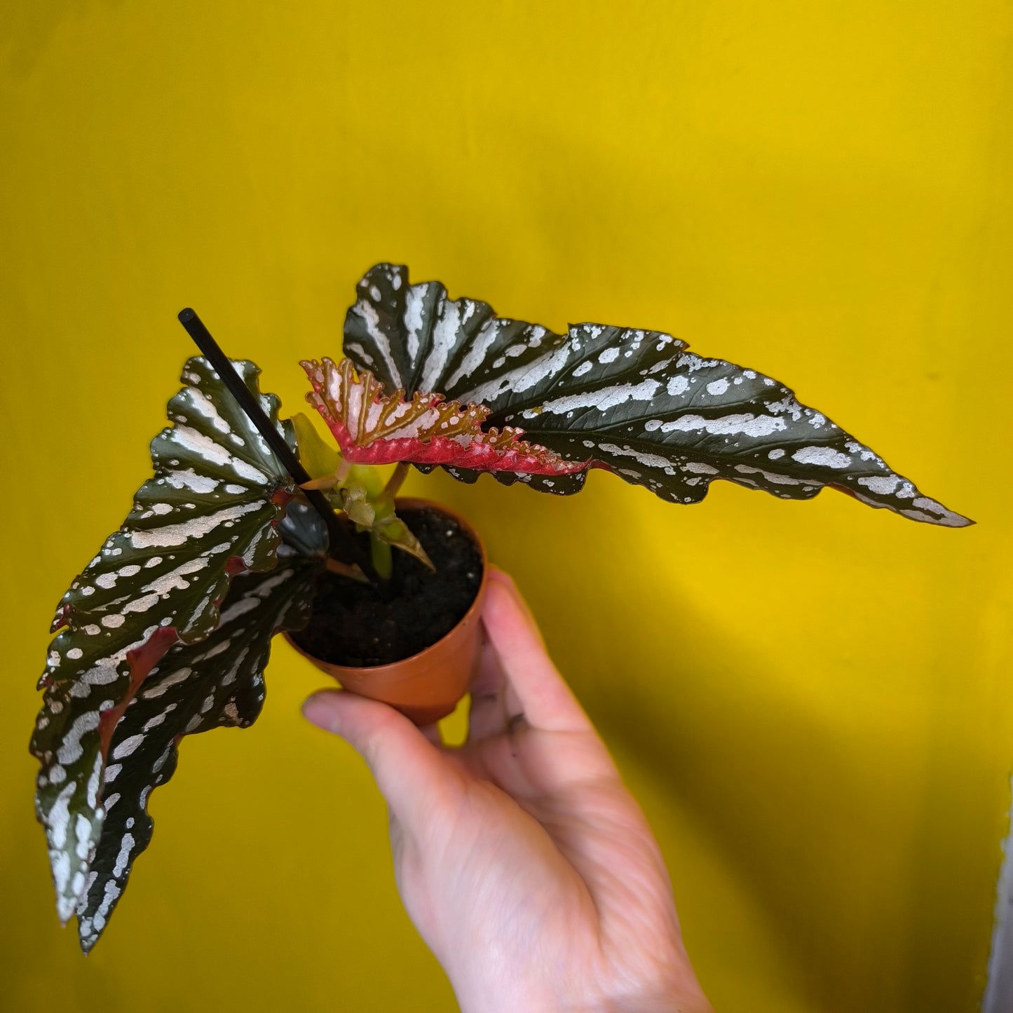 Begonia 'Angel Wing' Spotted- Mini